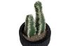 Picture of ARTIFICIAL Duo Cereus Acanthocereus Cactus Potted Plant (8x17cm) 