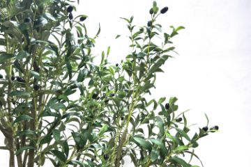Picture of Artificial Potted Olive Plant (H230cm)