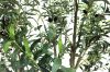 Picture of Artificial Potted Olive Plant - H230cm