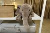 Picture of ELEPHANT H45/H70 Plush Cushion (Off-white/Brown)