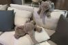 Picture of ELEPHANT H45/H70 Plush Cushion (Off-white/Brown)
