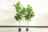 Picture of ARTIFICIAL PLANT Fiddle Leaf (Black Plastic Pot) - 120cm Tall