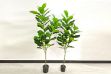 Picture of ARTIFICIAL PLANT Fiddle Leaf (Black Plastic Pot) - 120cm Tall