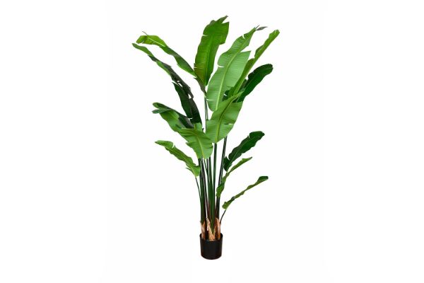 Picture of 353-001 Artificial Green Traveler's Palm Plant - H180cm