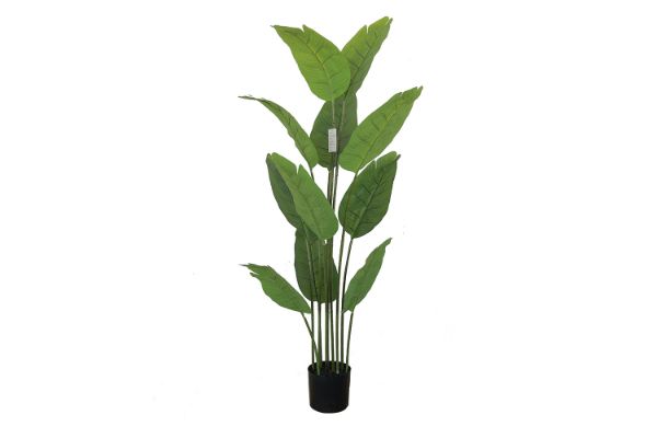 Picture of 353-002 Artificial Green Traveler's Palm Plant - H150cm