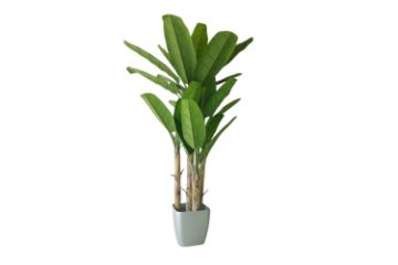 Picture of 353-005 Artificial Green Banana Tree Plant - H300cm