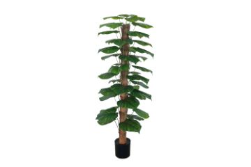 Picture of 353-013 Artificial Green Pothos Plant - H170cm