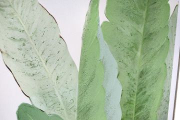 Picture of 368-002 Semi Hand Oil Painting Canvas Wall Art with Aluminum Alloy Frame (80×160cm)