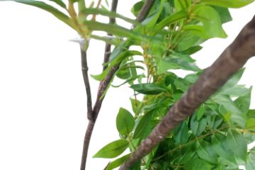 Picture of 353-009 Artificial Green Lacquered Wood Plant - H170cm