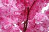 Picture of 353-011 Artificial Pink Cherry Blossom Tree Plant - H190cm