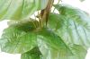 Picture of 353-012 Artificial Green Pothos Plant - H140cm