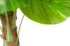 Picture of 353-013 Artificial Green Pothos Plant - H170cm