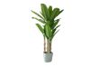 Picture of  [FLOOR MODEL CLEARANCE] 353-005 Artificial Green Banana Tree Plant - H300cm