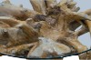 Picture of TAKARA D125 Tempered Glass Top Handcrafted Teak Root Coffee Table