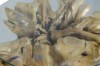 Picture of TAKARA D70/D85 Tempered Glass Top Handcrafted Teak Root Coffee Table