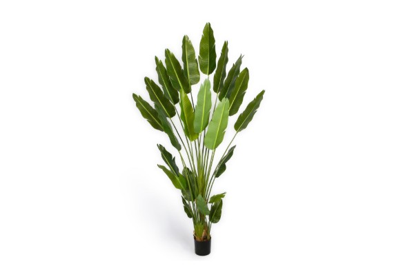 Picture of 394-001 Artificial Green Strelitzia Plant - H250cm