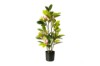 Picture of 394-003 Artificial Green Magnolia Plant - H70cm