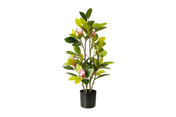 Picture of 394-003 Artificial Green Magnolia Plant - H70cm
