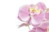 Picture of 394-005 Artificial Purple Orchid Plant - H50cm
