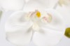 Picture of 394-006 Artificial White Orchid Plant - H50cm