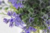Picture of 394-007 Artificial Lavender Plant - H19cm